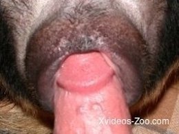 XXX bestiality zoo porn