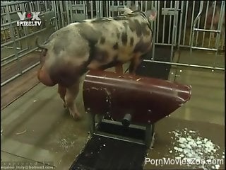 Collecting hog's sperm and watching horny pigs fuck