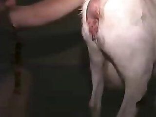 Zoo porn and zoo sex video