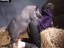 Zoo Zoo Sex Porn