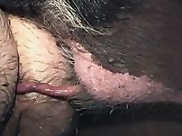 Zoo Porn